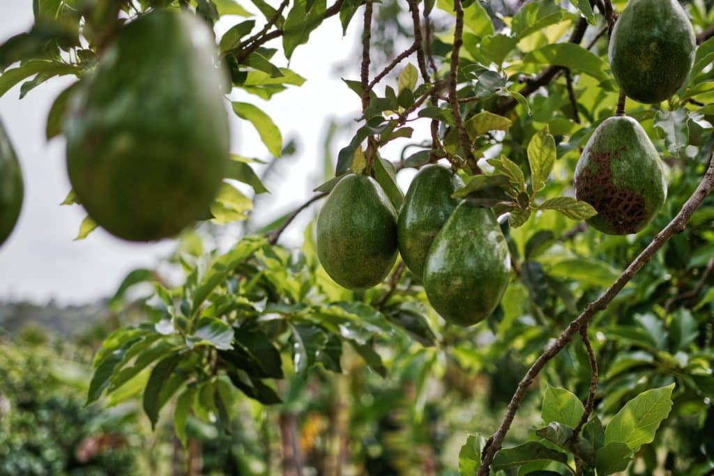 Comment faire germer un avocat : comment faire pousser un avocatier à partir d’un noyau d’avocat ?