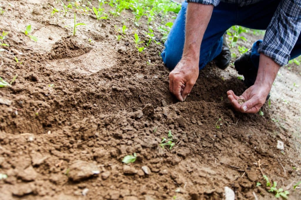 Comment faire germer une graine : quelles sont les bases à avoir avant de se lancer ?
