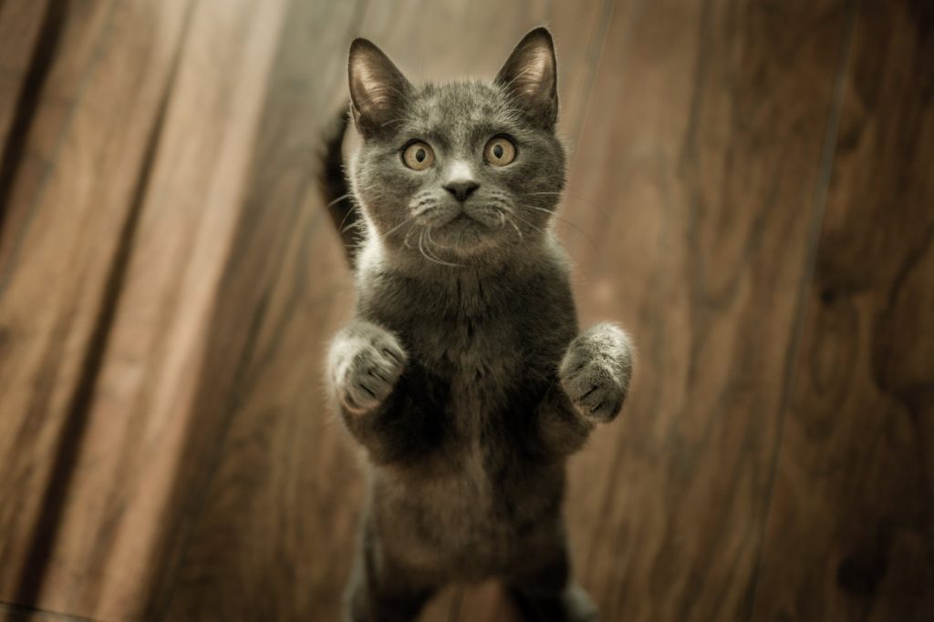 Comment faire grossir un chat : quel régime alimentaire choisir ?