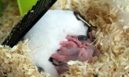 Comment s’occuper de bébés hamsters : qui peut s’occuper des bébés hamsters ?