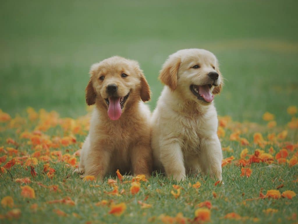 Comment prendre soin de son animal domestique : quel est le meilleur moyen de prendre soin de son animal domestique ?
