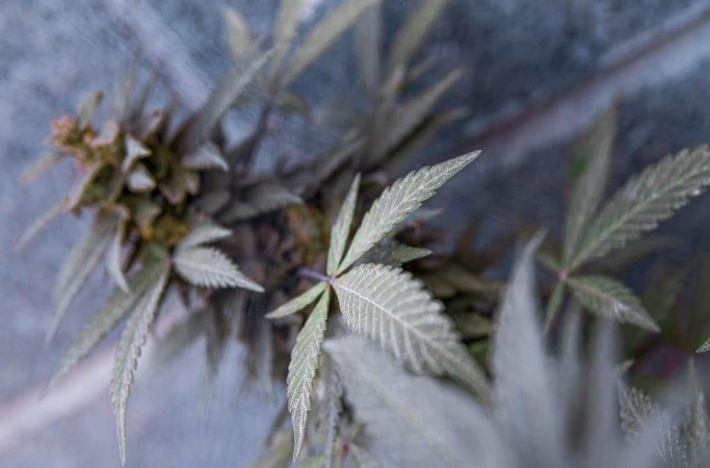 Pourquoi utiliser une fleur de cbd puissante ?