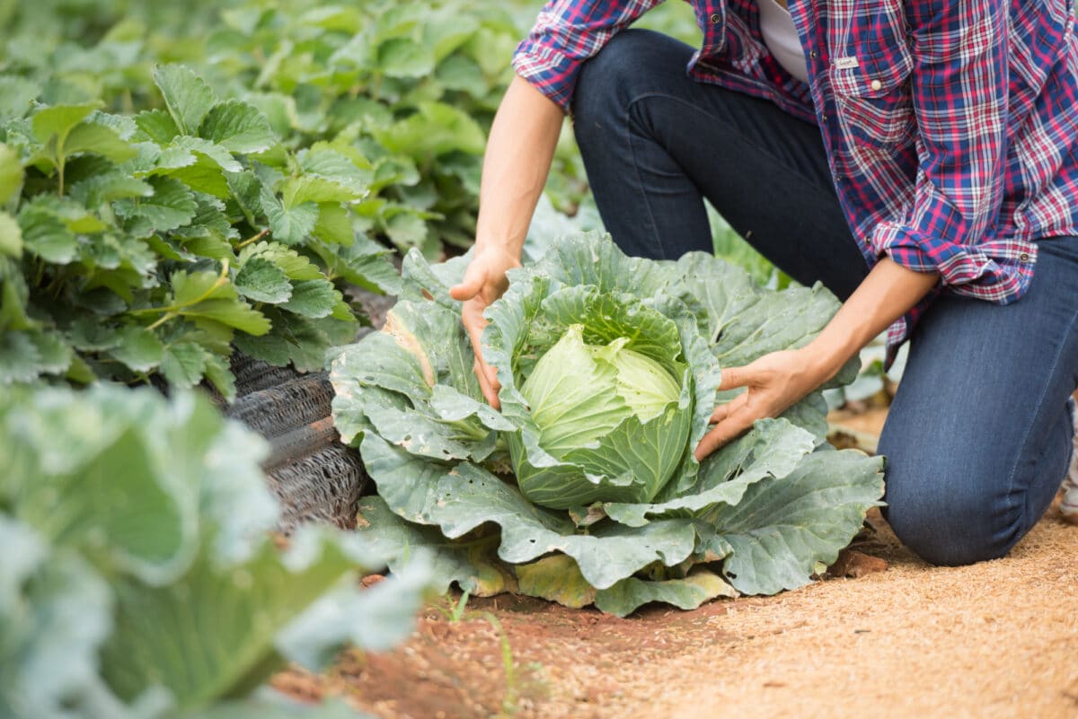 Les semences d’octobre tissent la robustesse du chou, véritable trésor hivernal. Il peut notamment servir dans la préparation du kimchi.