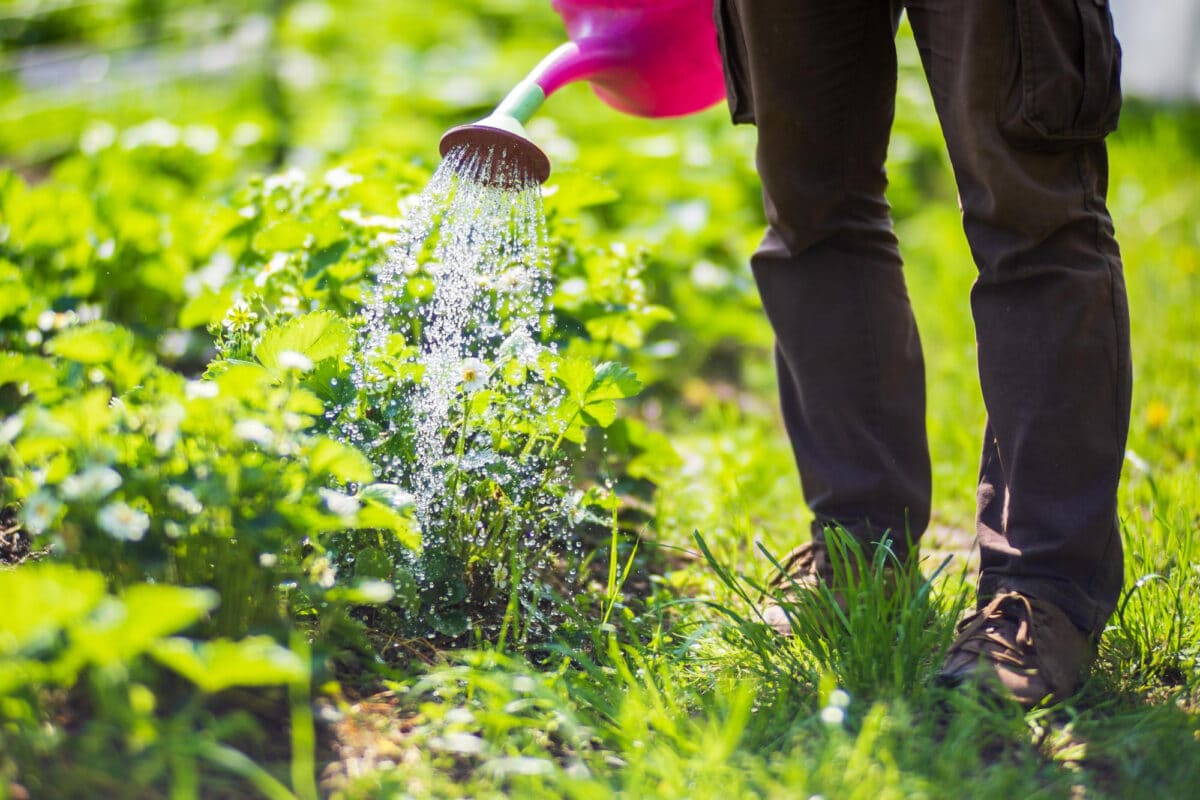 Arrosage réfléchi, récolte réussie : tenir compte des caractéristiques climatiques de sa région est essentiel