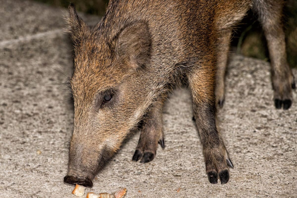 Sangliers et rats en ville : explorer la nouvelle cohabitation entre humains et faune sauvage