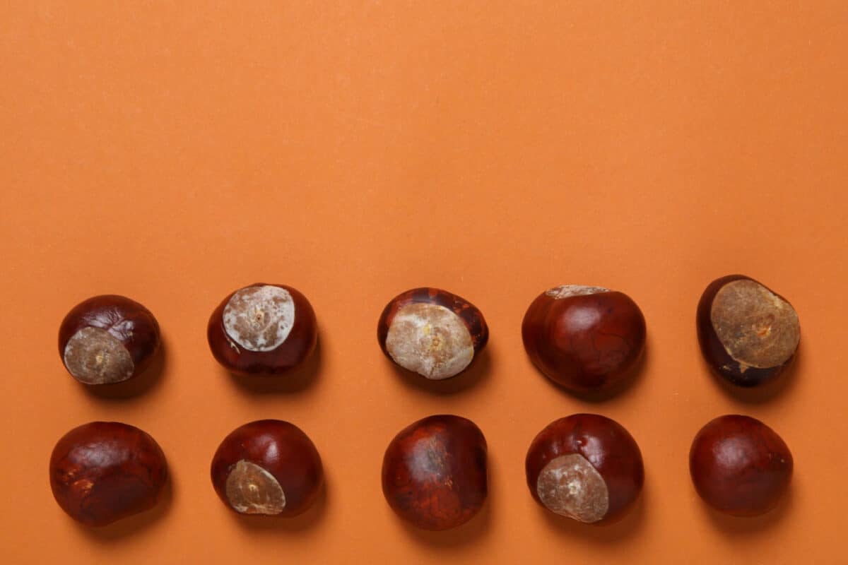 Les marrons d'indes issus des marronniers sont toxiques. Ils ont une forme plus ronde que les châtaignes