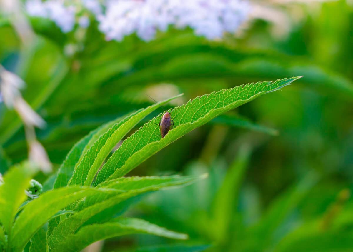 Ici, un insecte installé sur une feuille. Vers une relation équilibrée avec la mouche du poireau : envisageons des solutions préventives, non dommageables, afin de maintenir une biodiversité saine et prospère.