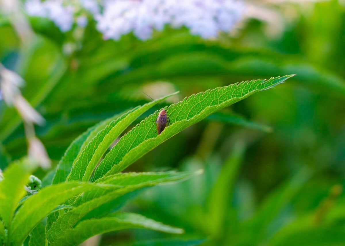 
Ici, un insecte installé sur une feuille. Vers une relation équilibrée avec la mouche du poireau : envisageons des solutions préventives, non dommageables, afin de maintenir une biodiversité saine et prospère.