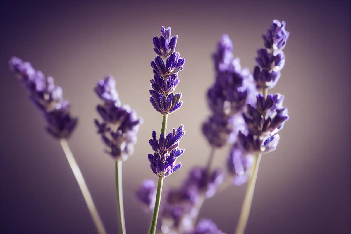 Touche provençale pour votre linge : ces brins de lavande rappellent qu'ajouter de l'huile essentielle de lavande au vinaigre dans l'adoucisseur peut merveilleusement parfumer vos textiles