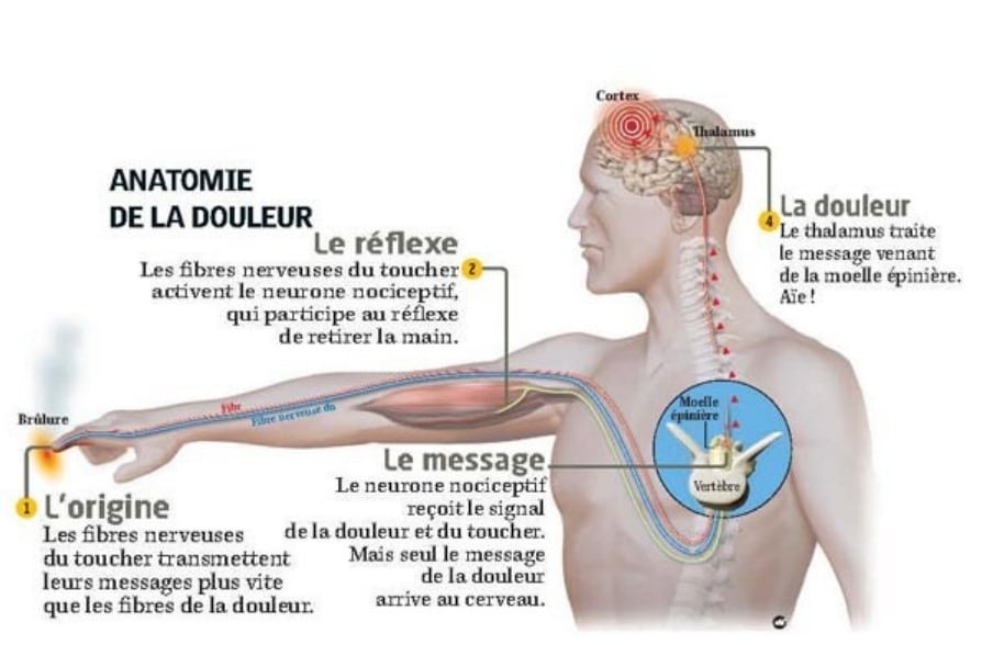 Source : ifsi-troyes.fr. Au cœur de la modulation de la douleur : découvrez comment la morphine influence les nocicepteurs pour apaiser la souffrance.