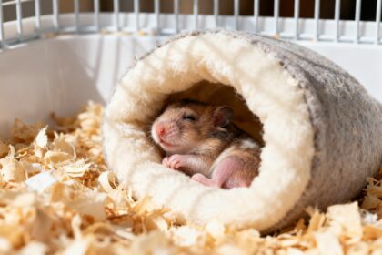Bébés hamsters nouveau-nés blottis dans un nid douillet à l'intérieur d'une cage