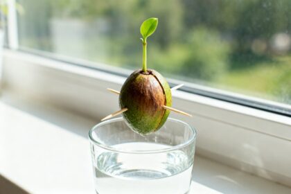 Noyau d'avocat suspendu par des cure-dents au-dessus d'un verre d'eau sur un rebord de fenêtre