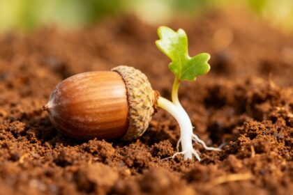Gland germé avec une racine blanche et une jeune pousse de chêne dans la terre