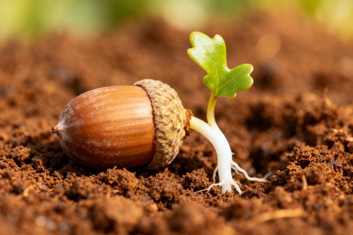Gland germé avec une racine blanche et une jeune pousse de chêne dans la terre