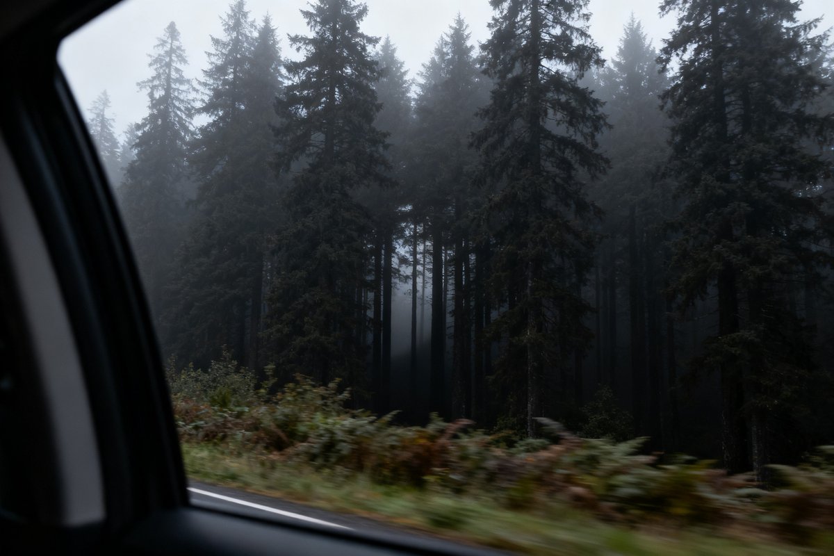 Forêt de conifères sombres aperçue depuis la vitre d'une voiture en mouvement, ombre indistincte entre les troncs